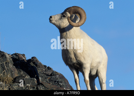 NA, USA, Alaska, Denali NP, un mouflon de Dall (Ovis dalli) ram pose sur une crête rocheuse, l'été. Banque D'Images