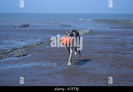 Lurcher chien qui court avec le ballon sur une plage. Le Somerset. L'Angleterre. Banque D'Images
