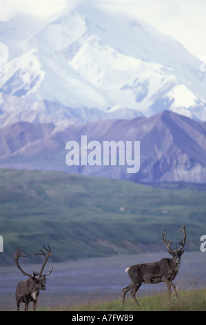 Amérique du Nord, USA, Alaska, Denali NP, près de col de Thorofare. Caribou mâle et Mt. McKinley Banque D'Images