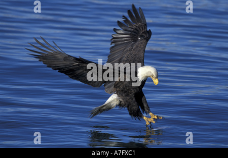 Aux États-Unis, l'Alaska, la péninsule Kenai Pygargue à tête blanche sur le point de prendre du poisson hors de l'océan. Banque D'Images