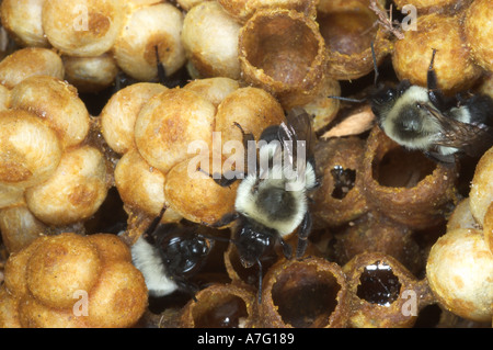 Les travailleurs de Bumblebee nid montrant les cellules de cire avec miel pollen et les abeilles de se nymphoser en adultes Banque D'Images