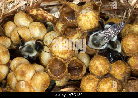 Les travailleurs de Bumblebee nid montrant les cellules de cire avec miel pollen et les abeilles de se nymphoser en adultes Banque D'Images