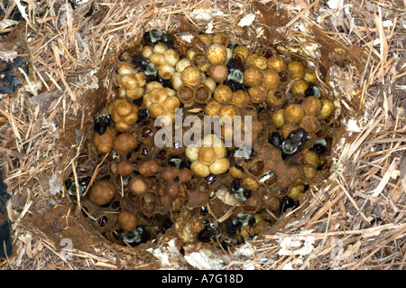 Les travailleurs de Bumblebee nid montrant les cellules de cire avec miel pollen et les abeilles de se nymphoser en adultes Banque D'Images