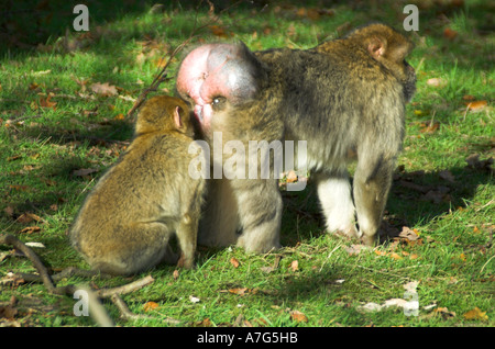 Les singes Macaques de Barbarie Banque D'Images