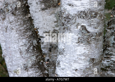 Libre de troncs de bouleaux Banque D'Images