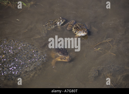 Grenouilles dans un bassin avec leurs frogspawn pendant la saison des amours dans les Alpes de Suisse Banque D'Images