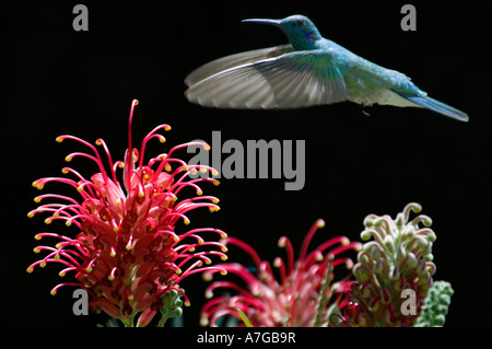 Un Colibri Colibri Serrirostris (chant) en vol sur le point de prendre un nectar de fleur Kahili (Grevillea Banksii). Banque D'Images