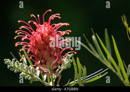 Une fleur rouge vif (Grevillea Banksii Kahili) famille des Proteaceae aka fleur araignée contre un fond noir. Banque D'Images