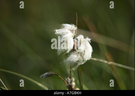 L'herbe pousse de coton dans un marais sur Foxton Mires, haut dans les landes du Dartmoor National Park, Devon, Grande Bretagne. Banque D'Images