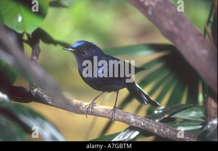 Un homme leucurum Cinclidium White Tailed Robin ou leucurum Myiomela résident du sud-ouest de la Chine Banque D'Images