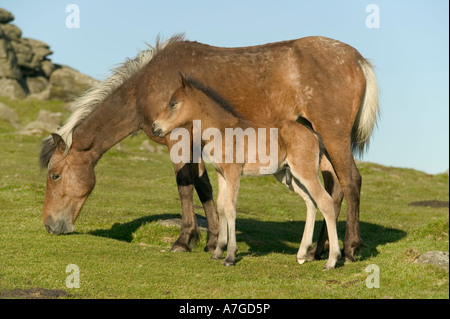 Une jument poney Dartmoor avec son poulain Dartmoor National Park Haytor Grande-bretagne Devon Banque D'Images