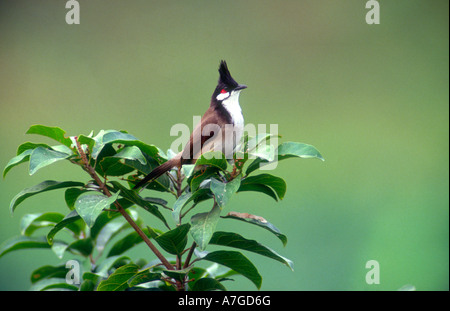 Bulbul Pycnonotus jocosus à crête,, vu à Hong Kong. Banque D'Images