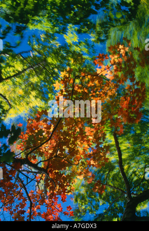 Couleurs d'automne érable à sucre Parc National des Hautes Terres du Cap Breton en Nouvelle-Écosse, Canada Banque D'Images