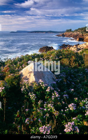 Littoral près de Green Cove avec asters Aster puniceus Parc National des Hautes Terres du Cap Breton en Nouvelle-Écosse, Canada Banque D'Images