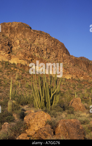 NA, USA, Arizona. Tuyau d'orgue Cactus National Monument. Tuyau d'orgue Forêt avec saguaro Banque D'Images