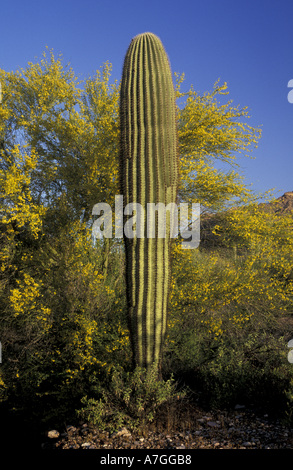 NA, USA, Arizona. Tuyau d'orgue Cactus National Monument. Saguaro cactus Banque D'Images