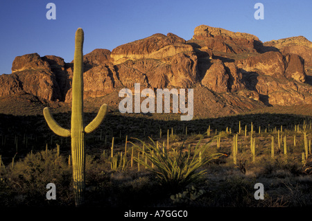 NA, USA, Arizona. Tuyau d'orgue Cactus National Monument. Forêt de Saguaro Banque D'Images