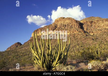 NA, USA, Arizona. Tuyau d'orgue Cactus National Monument. Tuyau d'orgue cactus Banque D'Images