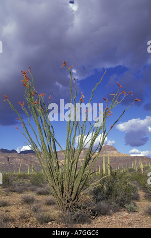 NA, USA, Arizona. Tuyau d'orgue Cactus National Monument. La floraison avec saguaro Banque D'Images