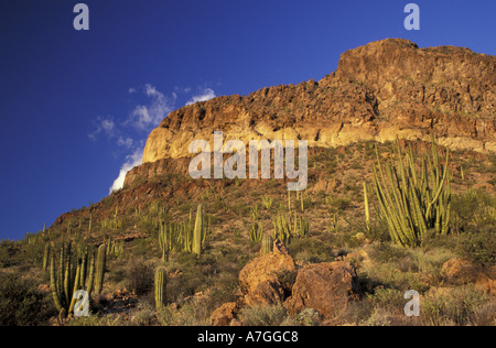 NA, USA, Arizona. Tuyau d'orgue Cactus National Monument. Tuyau d'orgue Forêt avec saguaro Banque D'Images