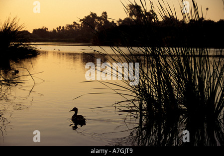 Silhouette de canard au coucher du soleil ; Santa Barbara, Californie. Banque D'Images