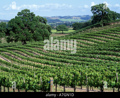 États-unis, Californie, Paso Robles Ava, des pentes parsemées par giant live oaks sont caractéristiques de la Californie les vignes. Banque D'Images