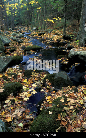 Nous, TC, Goshen, feuilles tombées décorer un petit ruisseau sur une propriété récemment acheté TPL. Banque D'Images