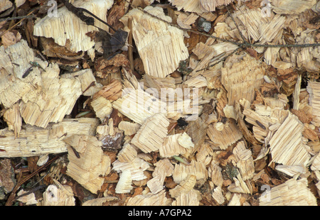 Amérique du Nord, Etats-Unis, TC, Goshen, les copeaux de bois créé par beaver sur une propriété récemment acheté TPL. Banque D'Images