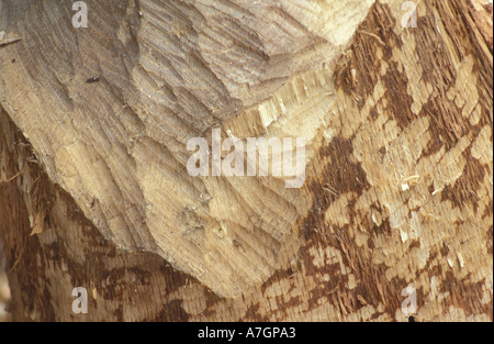 Amérique du Nord, Etats-Unis, TC, Goshen, marques de dents de castor sur un arbre sur une propriété récemment acheté TPL. Banque D'Images