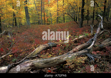 Nous, TC, Kent, la couleur de l'automne de la forêt de chênes et de caryers à Litchfield Hills, les bleuets remplir le sous-bois. Banque D'Images