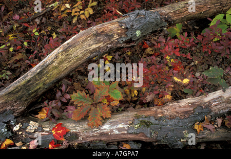 Nous, TC, Kent, couleurs d'automne de la forêt de chênes et de caryers à Litchfield Hills. Banque D'Images