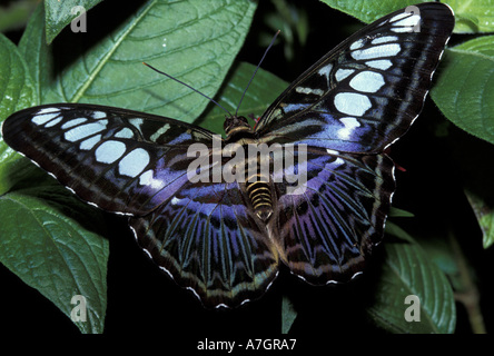 NA, USA, Floride, Ft. Lauderdale, Butterfly World, Papillon Banque D'Images