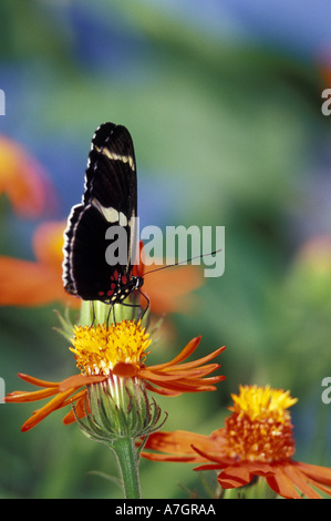 NA, USA, Floride, Ft. Lauderdale, Butterfly World, Heliconius papillon sur tournesol mexicain Banque D'Images