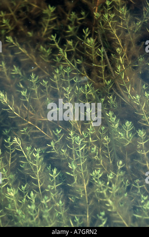 Crassula helmsii Nouvelle-zélande PYGMYWEED sp envahissantes introduites d'Australasie aquariums Nouvelle Forêt Hampshire UK Banque D'Images