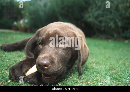 LABRADOR CHOCOLAT chiot âgé de 11 semaine d'os à mâcher dans jardin Banque D'Images