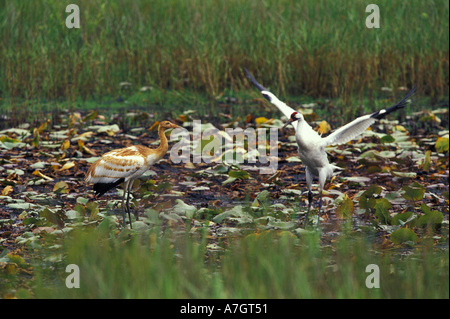 USA, Floride, femme Grue blanche (Grus americana) démontrant la danse de la grue pour les espèces en voie de disparition ; Banque D'Images