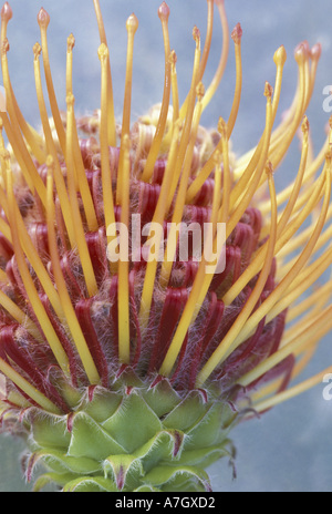 USA, Hawaii, Maui Protea closeup Banque D'Images