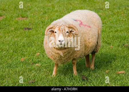 Race de moutons Portland Trust Royaume-uni Cotswold Farm Park Banque D'Images