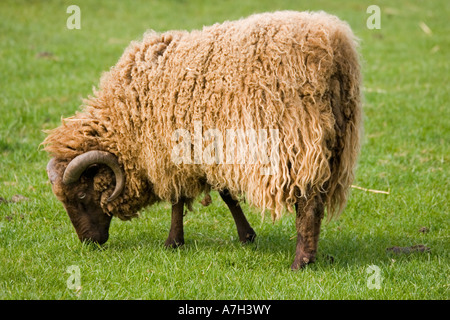 Moutons Shetland à race rare Trust britannique Gloucestershire Cotswold Farm Park Banque D'Images