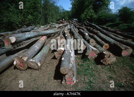 Les hêtres abattus récemment autorisé dans le cadre du programme de gestion forestiers Cranham Woods Gloucestershire UK Banque D'Images