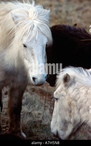 Eriskay poneys. L'Île Eriskay, Hébrides extérieures, en Écosse. Banque D'Images