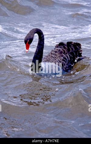 Un Noir a nagé de nager dans une piscine en Nouvelle Zélande dans l'été Banque D'Images