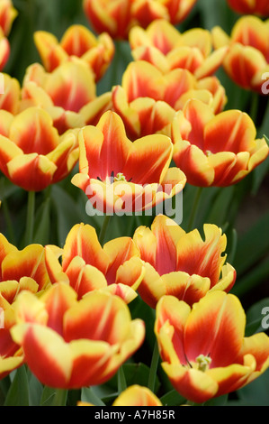 Rouge vif et jaune tulipes Triumph var DOW JONES florissant dans les jardins de Keukenhof, lisse, Hollande. Beau fond floral printanier. Banque D'Images
