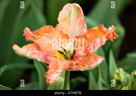 Parkiet Parrot Tulip var APRICOT PARROT dans les jardins de Keukenhof, lisse, Holland Banque D'Images