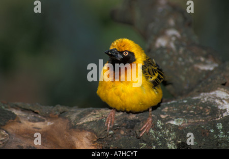 Speke's weaver Ploceus spekei, Aberdare National Park, Kenya Banque D'Images