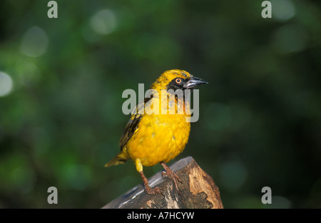 Speke's weaver Ploceus spekei, Aberdare National Park, Kenya Banque D'Images