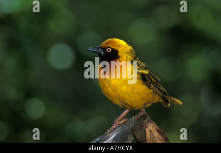 Speke's weaver Ploceus spekei, Aberdare National Park, Kenya Banque D'Images