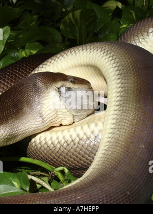 Python olive antaresia olivaceus avaler des proies de rat du nord Queensland Australie Banque D'Images