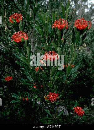 Waratah de Tasmanie (telopea truncata), Cradle Mountain - Lake St Clair National Park, Tasmanie, Australie Banque D'Images