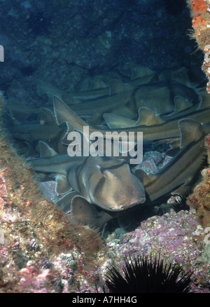 Requins Heterodontus portusjacksoni port jackson groupe dans une grotte forster New South Wales australie Banque D'Images